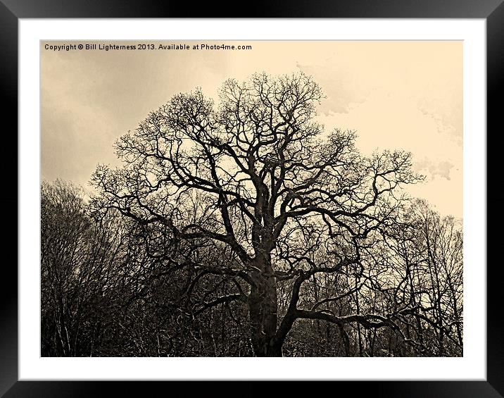 Bare Tree & sky Framed Mounted Print by Bill Lighterness