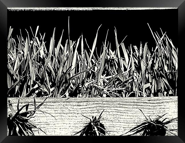 Grass in the bird house ! Framed Print by Bill Lighterness