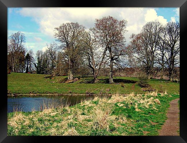 Bare trees by the Clyde Framed Print by Bill Lighterness