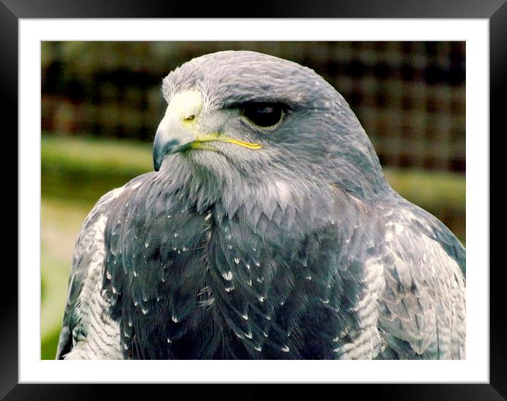 Black-chested Buzzard-Eagle Framed Mounted Print by Bill Lighterness