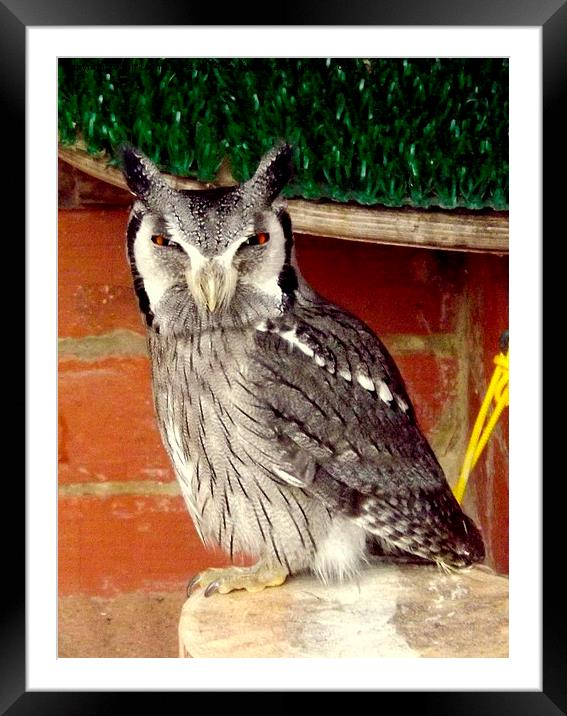 Scops Owl in colour Framed Mounted Print by Bill Lighterness