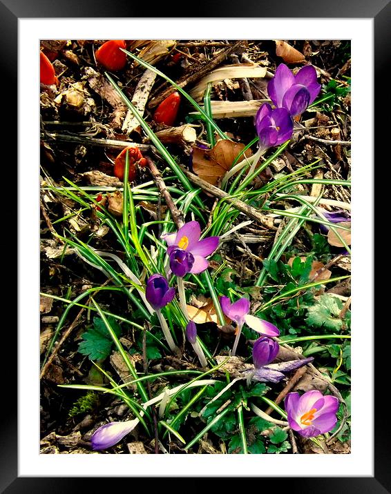 Crocuses and Tulips Framed Mounted Print by Bill Lighterness
