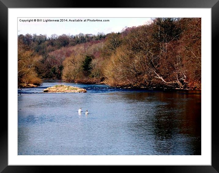 Swans on the Clyde Framed Mounted Print by Bill Lighterness