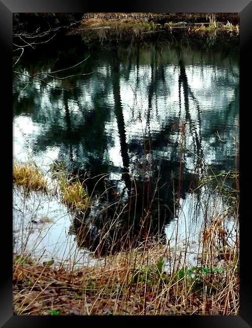 Trees in a Rippled Pond Framed Print by Bill Lighterness
