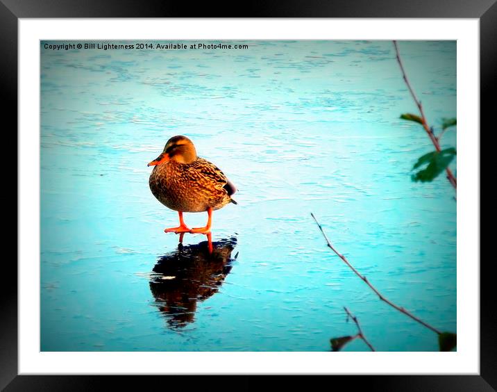 A Duck on ice ! Framed Mounted Print by Bill Lighterness