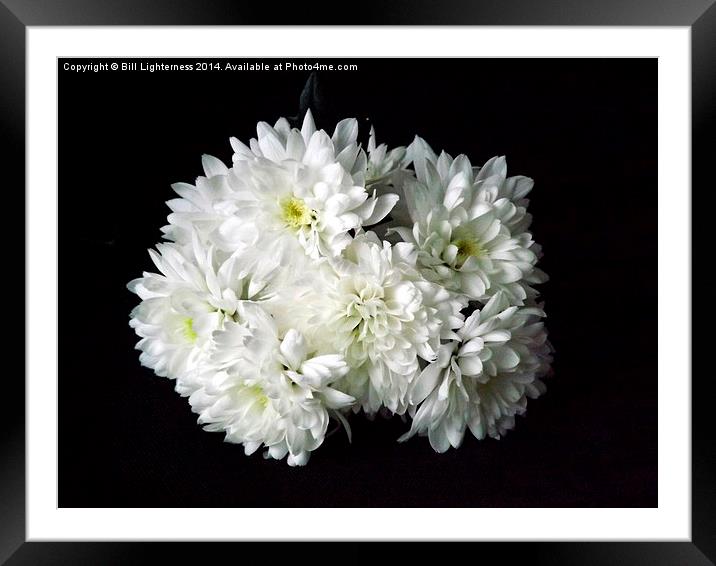 White Chrysanthemum Flowers 1 Framed Mounted Print by Bill Lighterness