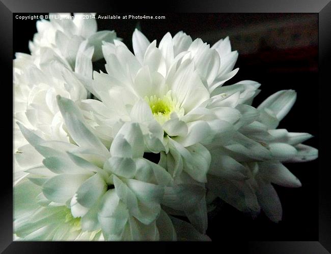 White Chrysanthemum Flower 2 Framed Print by Bill Lighterness