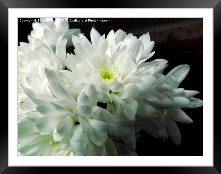 White Chrysanthemum Flower 2 Framed Mounted Print by Bill Lighterness