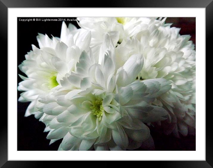 White Chrysanthemum Flowers 4 Framed Mounted Print by Bill Lighterness