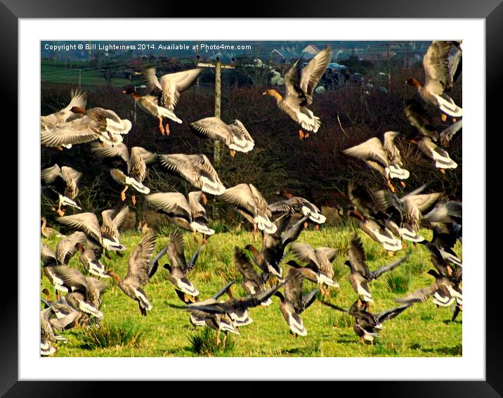 Flight of the Geese Framed Mounted Print by Bill Lighterness