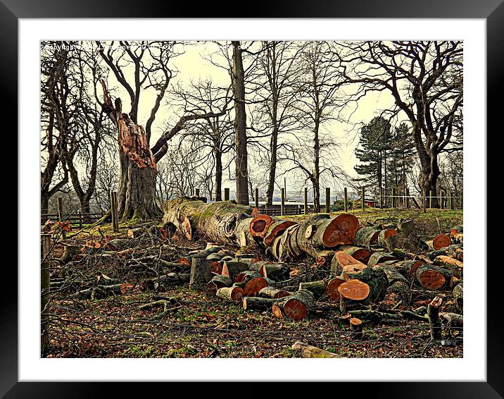 The Fallen Oak Tree Framed Mounted Print by Bill Lighterness