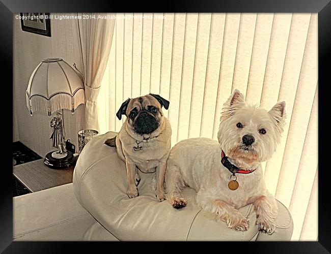 The Westie and the Pug Framed Print by Bill Lighterness