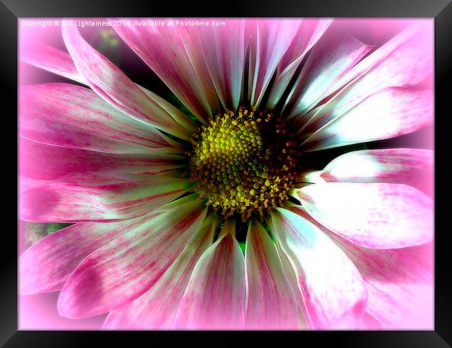 The Beauty Within Framed Print by Bill Lighterness