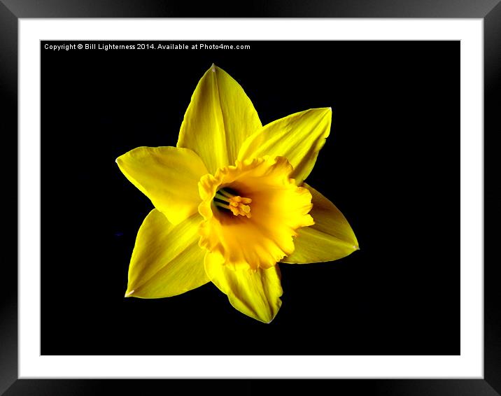 The Iconic Spring Flower Framed Mounted Print by Bill Lighterness