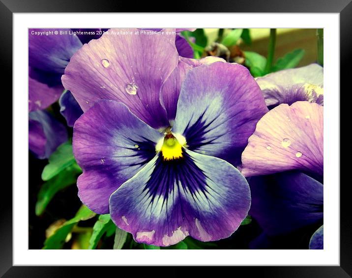 The Pansy Flower up close Framed Mounted Print by Bill Lighterness
