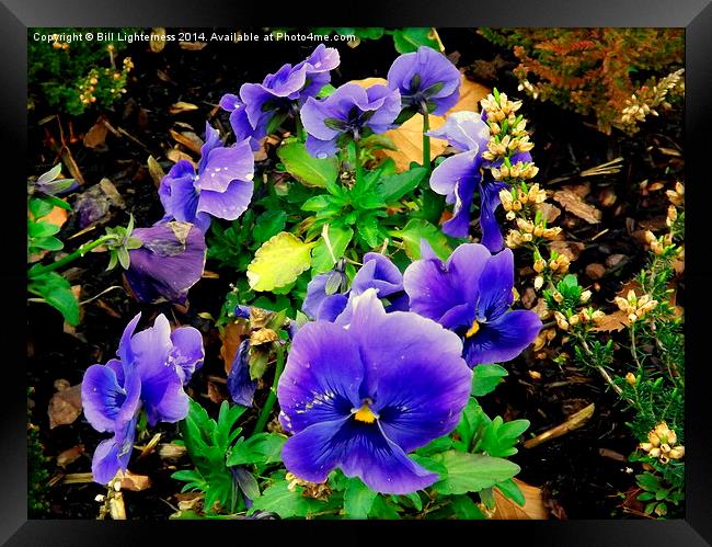 Pansy and Heather Plants Framed Print by Bill Lighterness