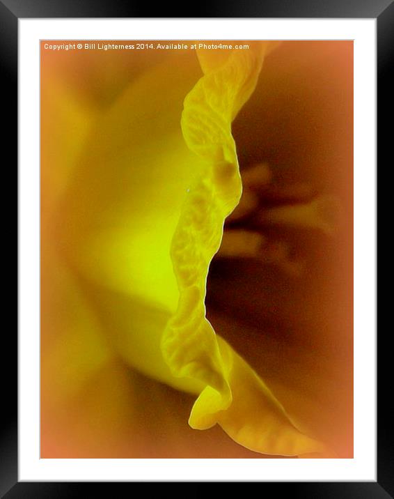 Inside the Yellow Daffodil Framed Mounted Print by Bill Lighterness