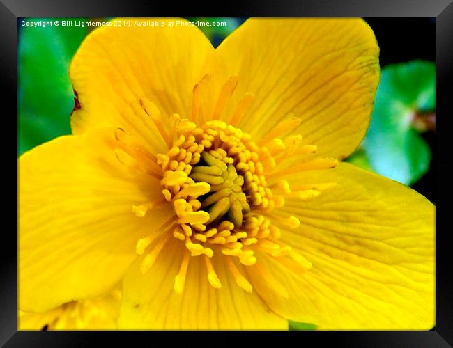 Marsh Marigold flower Framed Print by Bill Lighterness