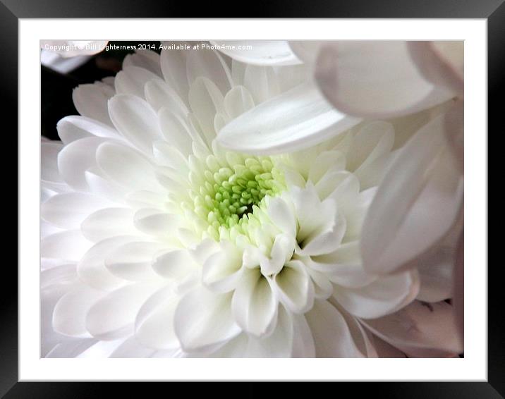 Silky White Flower Framed Mounted Print by Bill Lighterness