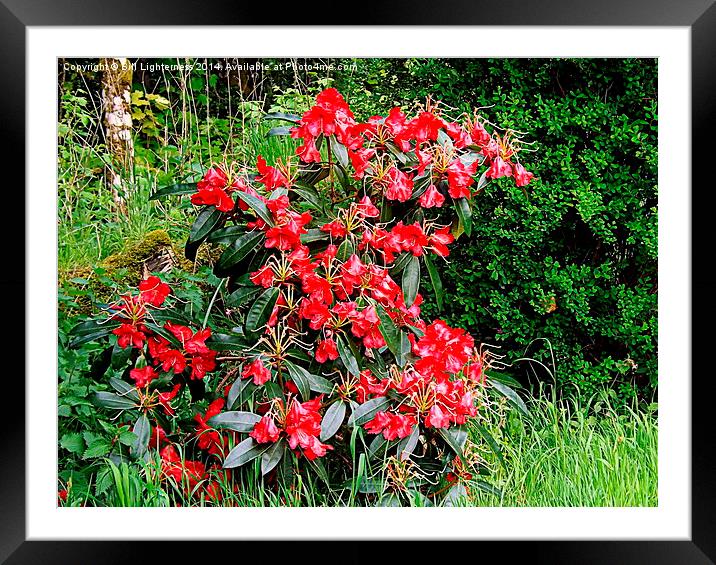 Beautiful Red Rhododendron Framed Mounted Print by Bill Lighterness