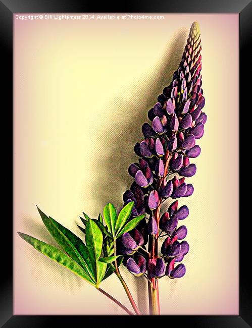 Painted Purple Lupin Framed Print by Bill Lighterness