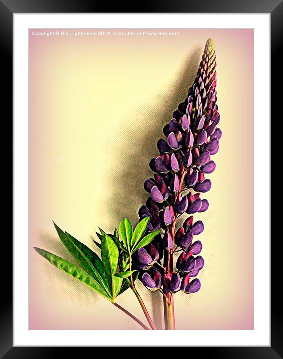 Painted Purple Lupin Framed Mounted Print by Bill Lighterness