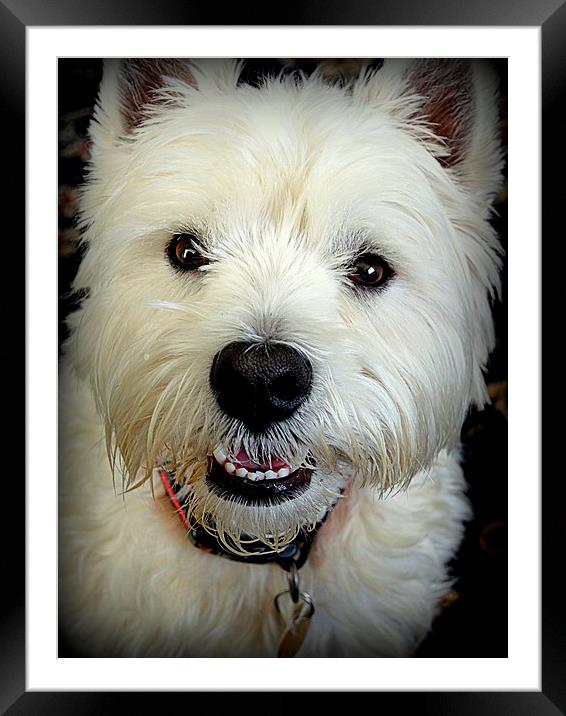 Buddie the Westie Framed Mounted Print by Bill Lighterness