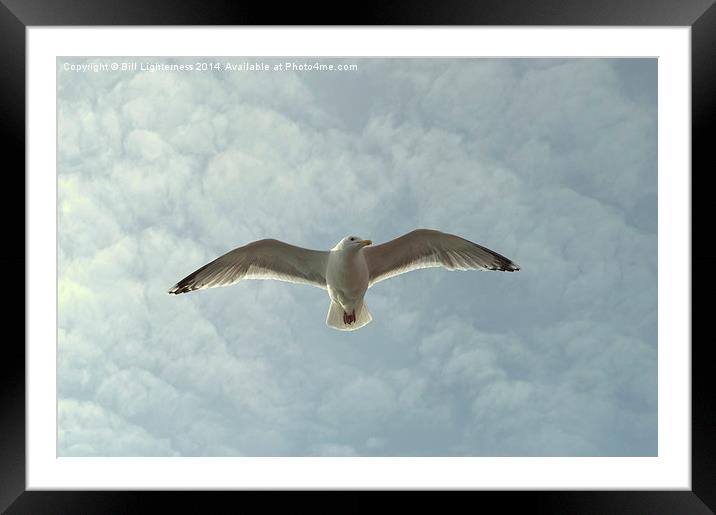 Flying High Framed Mounted Print by Bill Lighterness
