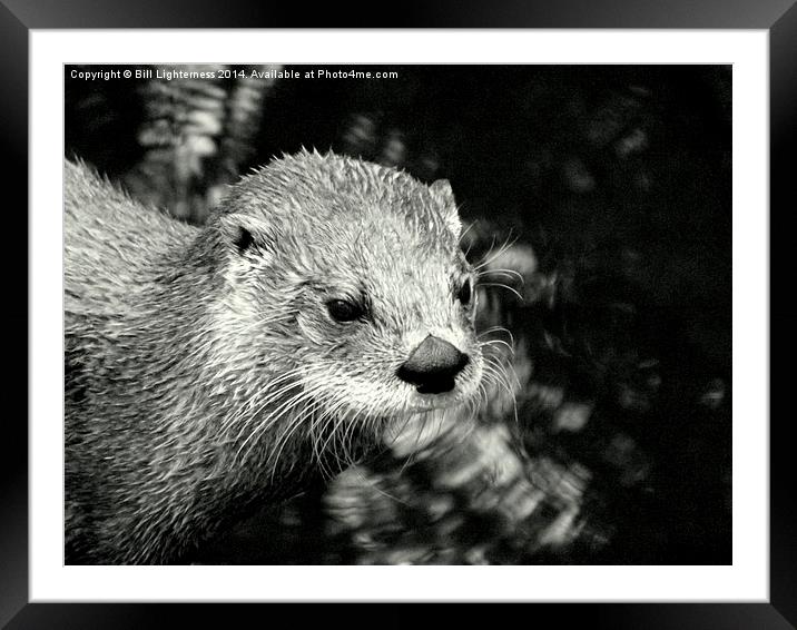 Warm ? Just a little otter ! Framed Mounted Print by Bill Lighterness
