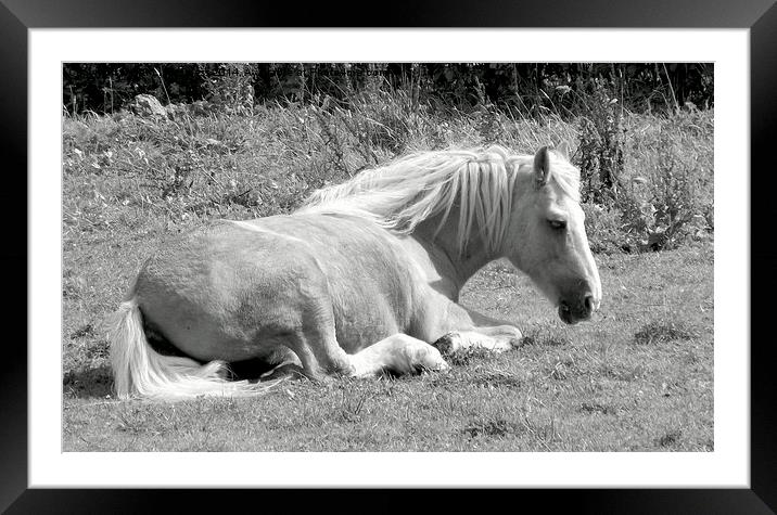  Four Legs Folded Beneath Framed Mounted Print by Bill Lighterness