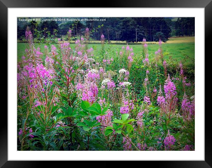 Growing Wild Framed Mounted Print by Bill Lighterness