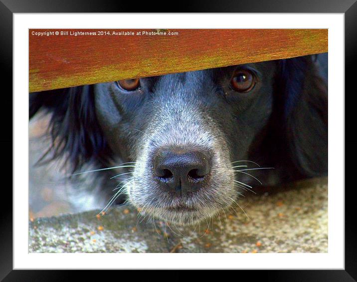  That Look ! Framed Mounted Print by Bill Lighterness