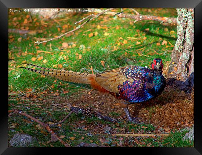  The Colourful Pheasant Framed Print by Bill Lighterness