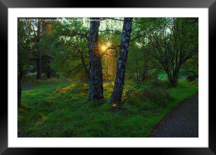  Sunlight Through the Trees Framed Mounted Print by Bill Lighterness