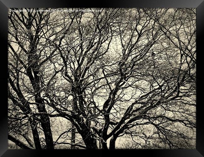  The Bare Winter Tree Framed Print by Bill Lighterness
