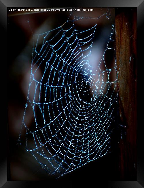  Droplets on the Spiders Web Framed Print by Bill Lighterness