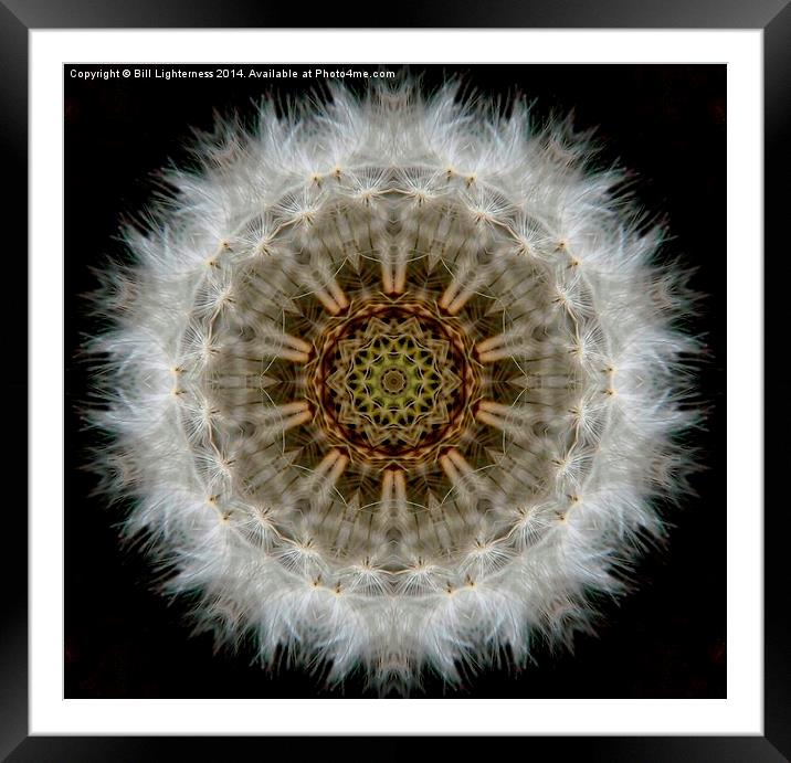  Dandelion Seedhead Circle Framed Mounted Print by Bill Lighterness