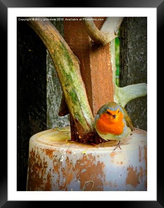  Robin on the Edge Framed Mounted Print by Bill Lighterness