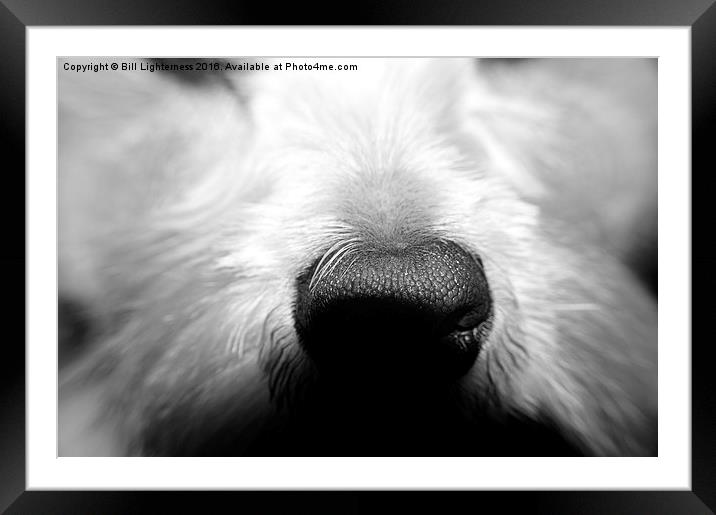 The Dogs Nose Framed Mounted Print by Bill Lighterness