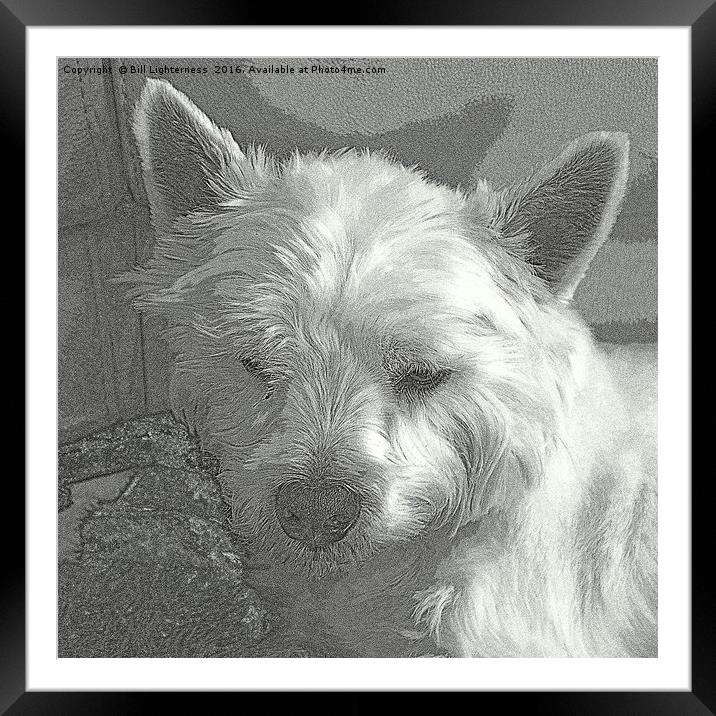 Westie with a Texture Framed Mounted Print by Bill Lighterness
