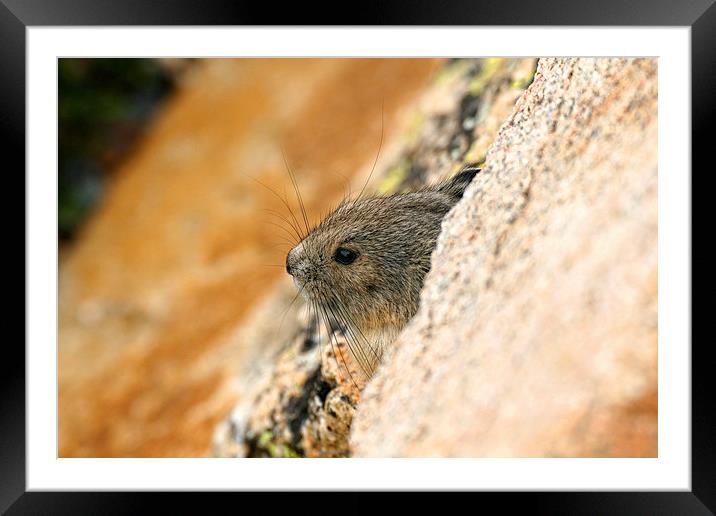 Peeking Pika Framed Mounted Print by Mayo Fottral