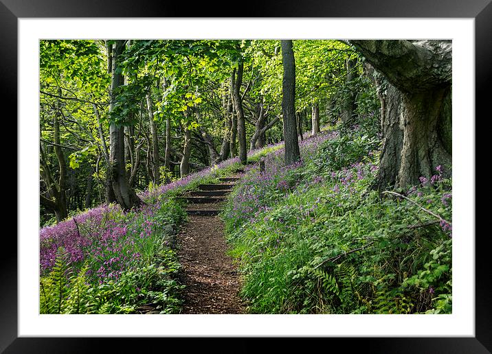 Path through Flowers Framed Mounted Print by Purple OneTwoEight