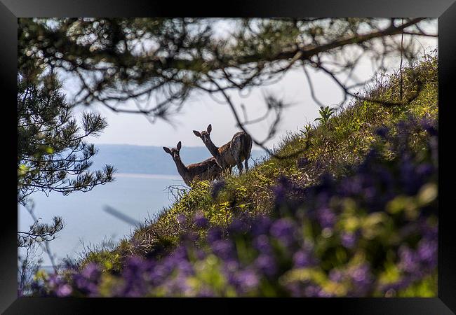 Caught by Surprise Framed Print by Purple OneTwoEight