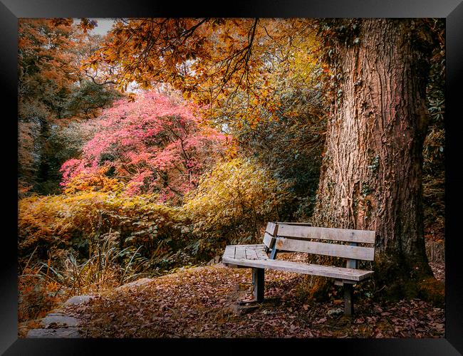 Seated in Autumn  Framed Print by Purple OneTwoEight