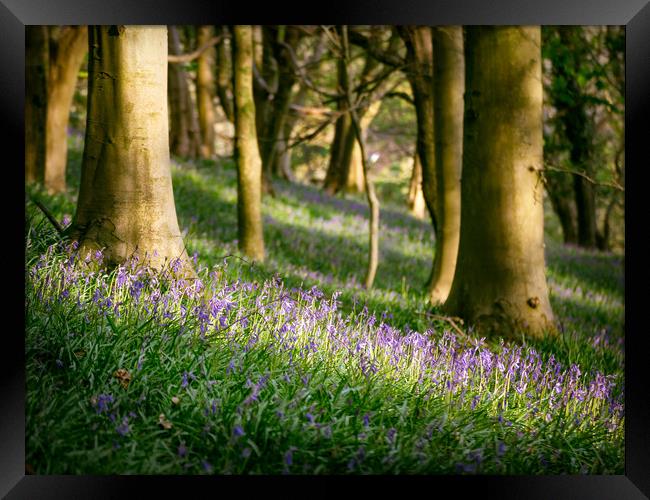 Bluebells Framed Print by Purple OneTwoEight