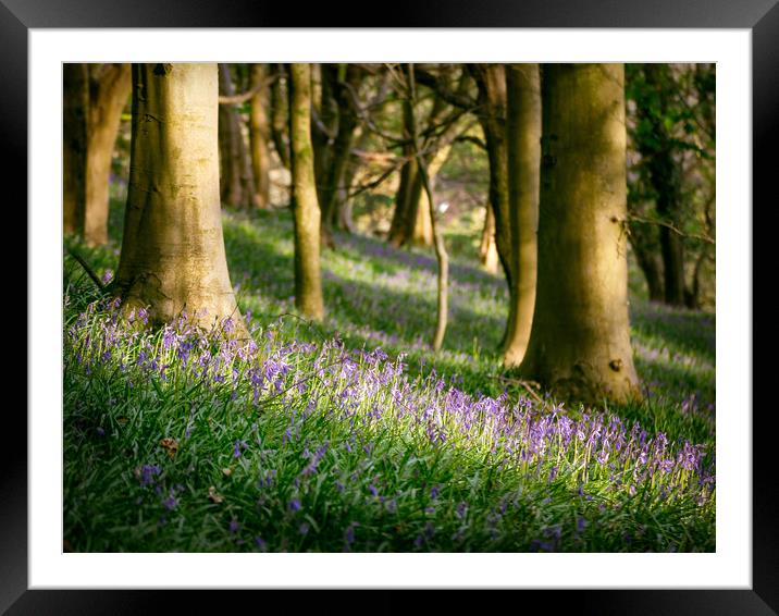 Bluebells Framed Mounted Print by Purple OneTwoEight