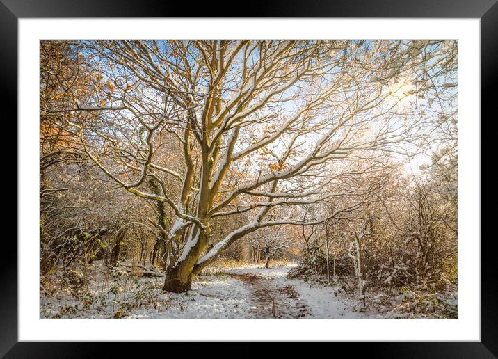 Walk in the Snow Framed Mounted Print by Purple OneTwoEight