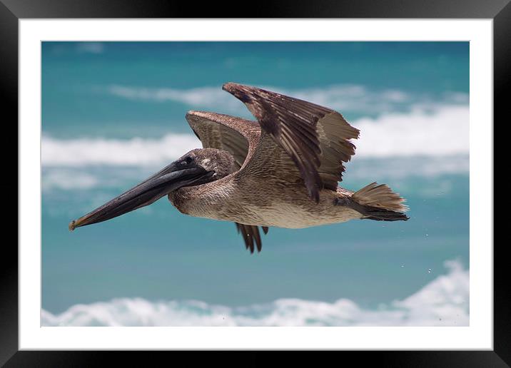 In flight Framed Mounted Print by Richard Cooper-Knight
