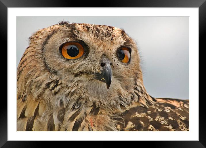 Owl Framed Mounted Print by Richard Cooper-Knight