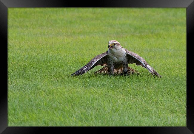 Guarding Framed Print by Richard Cooper-Knight